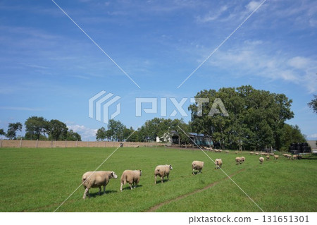 Sheep's March 131651301
