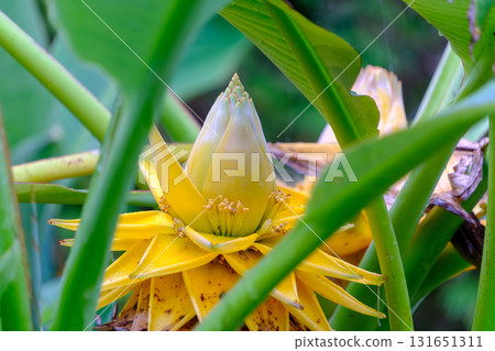 罕見的中金蓮（地上金蓮）像黃花香蕉一樣綻放 131651311