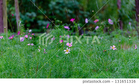 秋雨濕潤的波斯菊花田 131651316