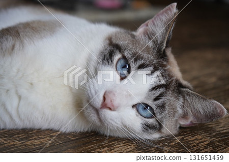 藍眼睛的櫻花貓 藍眼睛的櫻花貓 131651459