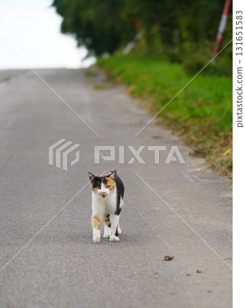 A Sakuraneko bravely goes out hunting A Sakuraneko bravely goes out hunting 131651583