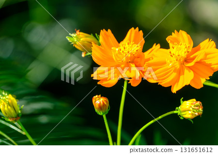 Orange cosmos shining in the autumn sunshine 131651612