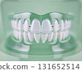 A close-up shot of a dental model showcases pristine white teeth, set against a soft green background, highlighting dental health. 131652514