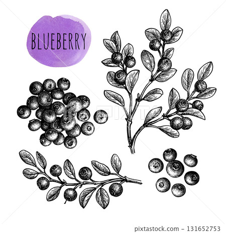 Blueberry set of ink sketches. 131652753