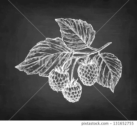 Hand drawn raspberry branch chalk sketch Hand drawn raspberry branch chalk sketch 131652755