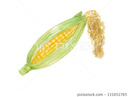 手繪水彩插圖:剛摘下的殼玉米 手繪水彩插圖:剛摘下的殼玉米 131652765