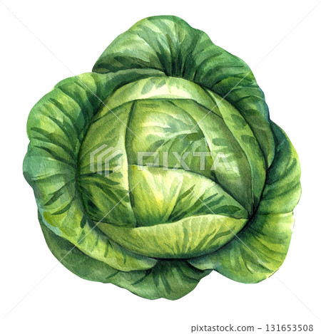 Watercolor Green Cabbage Head Botanical Vegetable Illustration Fresh Organic Farm Harvest Garden Food Isolated on White Background Watercolor Green Cabbage Head Botanical Vegetable Illustration Fresh Organic Farm Harvest Garden Food Isolated on White Background 131653508