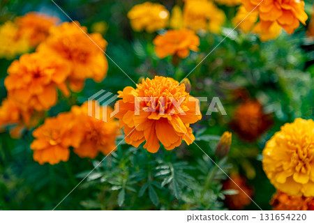 萬壽菊花 萬壽菊花 131654220