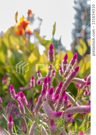 盛開的凱特 131654310