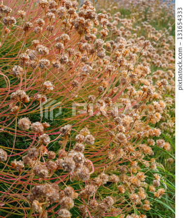 A cluster of mature sea thrift plants is pictured in West Cork. The plants have dried flower heads and rose-colored stems, set against green grass. 131654333