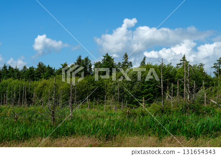 A sunny landscape featuring lush green trees, tall grass, and bare tree trunks in a field in West Cork. The blue sky is dotted with fluffy white clouds. A sunny landscape featuring lush green trees, tall grass, and bare tree trunks in a field in West Cork. The blue sky is dotted with fluffy white clouds. 131654343