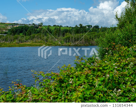 A swan swims in a blue lake surrounded by green trees and shrubs. The sky is blue with white clouds. Located in scenic West Cork. A swan swims in a blue lake surrounded by green trees and shrubs. The sky is blue with white clouds. Located in scenic West Cork. 131654344