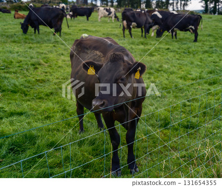 A black cow stands near a wire fence, looking at the camera. Other cows graze in the green field behind it in West Cork, Ireland on a bright day. A black cow stands near a wire fence, looking at the camera. Other cows graze in the green field behind it in West Cork, Ireland on a bright day. 131654355