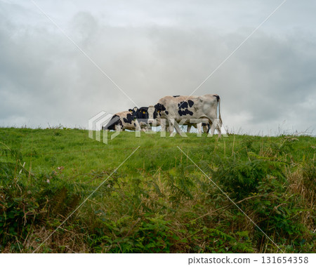 Dairy cows graze on lush green hillside in West Cork, Ireland under an overcast sky during the daytime. Dairy cows graze on lush green hillside in West Cork, Ireland under an overcast sky during the daytime. 131654358