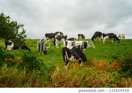 Cows are grazing on the green hillside pasture in West Cork, Ireland, during a cloudy afternoon with orange flowers. 131654359