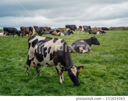 Herd of black and white cows grazing and resting in a vibrant green field. Overcast sky in rural West Cork. Some cows are standing and others are lying down. Herd of black and white cows grazing and resting in a vibrant green field. Overcast sky in rural West Cork. Some cows are standing and others are lying down. 131654363
