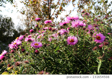 A bush of pink and purple asters against a backdrop of trees 131654508