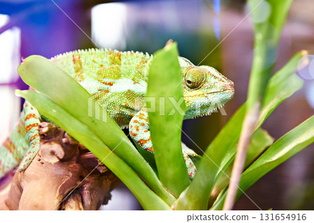 Chameleon on plant Chameleon on plant 131654916