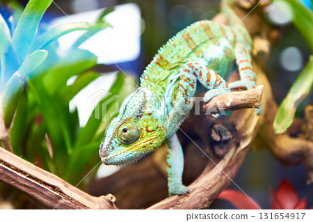 Chameleon on plant 131654917
