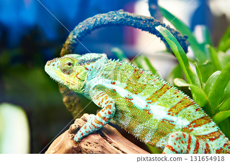 Chameleon on plant 131654918