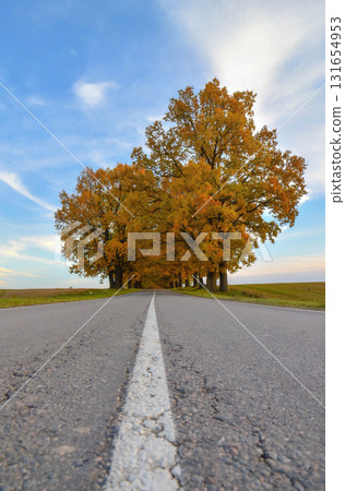 Autumn yellowed trees along the road that look like gates Autumn yellowed trees along the road that look like gates 131654953