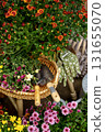 Colorful autumn chrysanthemums with gardening tools and gloves in a cozy garden setting. 131655070