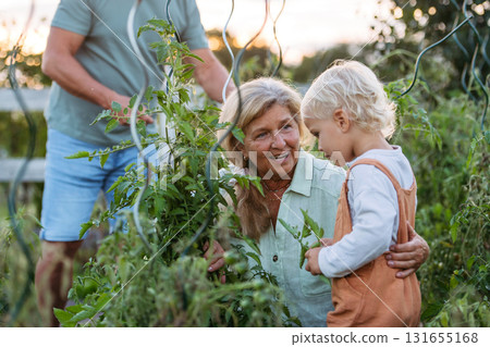 Little boy helping grandparents on farm, picking tomatoes. Little boy helping grandparents on farm, picking tomatoes. 131655168