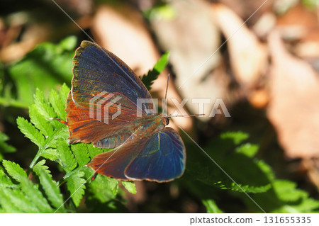 Purple swallow (male) Purple swallow (male) 131655335