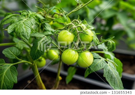 Growing green tomatoes in a greenhouse during the summer season 131655343