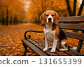 A cute Beagle dog sitting on a wooden park bench with a autumn background with falling leaves. 131655399
