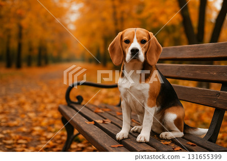 A cute Beagle dog sitting on a wooden park bench with a autumn background with falling leaves. 131655399