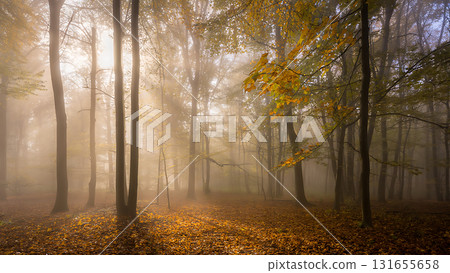 A misty forest scene with golden light filtering through the trees and fallen leaves on the ground below 131655658