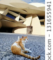 Doha, Qatar, 27.01.2020. Street cat sits on the pavement near the National Museum of Qatar, a modern architectural landmark designed by Jean Nouvel. 131655941