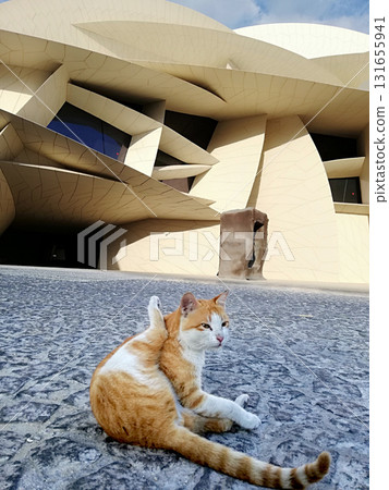 Doha, Qatar, 27.01.2020. Street cat sits on the pavement near the National Museum of Qatar, a modern architectural landmark designed by Jean Nouvel. 131655941