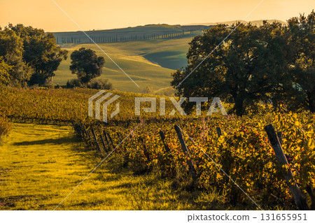 Golden hour vineyard landscape with rolling hills rowed vines and sunlit trees across a tranquil countryside 131655951