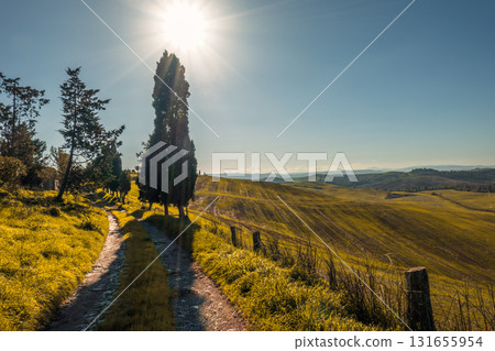 Sunny rural path through row of tall trees in rolling countryside landscape 131655954