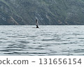 Humpback Whale, Megaptera novaeangliae, showing his fins and in Donegal Bay, Ireland 131656154