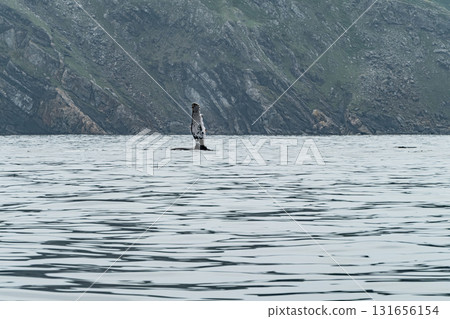 Humpback Whale, Megaptera novaeangliae, showing his fins and in Donegal Bay, Ireland Humpback Whale, Megaptera novaeangliae, showing his fins and in Donegal Bay, Ireland 131656154