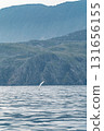 Humpback Whale, Megaptera novaeangliae, showing his fins and in Donegal Bay, Ireland 131656155