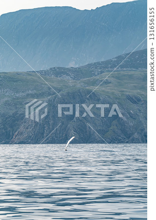 Humpback Whale, Megaptera novaeangliae, showing his fins and in Donegal Bay, Ireland Humpback Whale, Megaptera novaeangliae, showing his fins and in Donegal Bay, Ireland 131656155