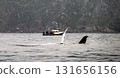 Humpback Whale, Megaptera novaeangliae, flipper flapping in Donegal Bay with boat in the background, Ireland 131656156