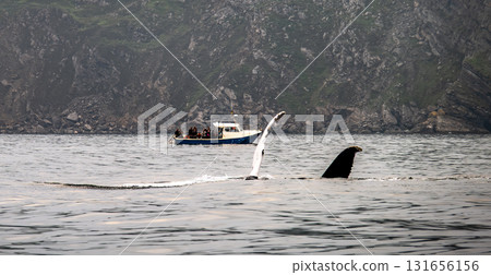 Humpback Whale, Megaptera novaeangliae, flipper flapping in Donegal Bay with boat in the background, Ireland 131656156