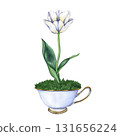 White tulip in a tea cup. Watercolor illustration of White flower. Hand drawn floral illustration. Spring garden flowers in Vintage style. Floral decor for greeting cards, weddings, birthdays 131656224