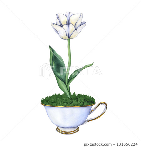 White tulip in a tea cup. Watercolor illustration of White flower. Hand drawn floral illustration. Spring garden flowers in Vintage style. Floral decor for greeting cards, weddings, birthdays 131656224