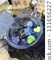 一隻可愛的狗看著水族館 131656227