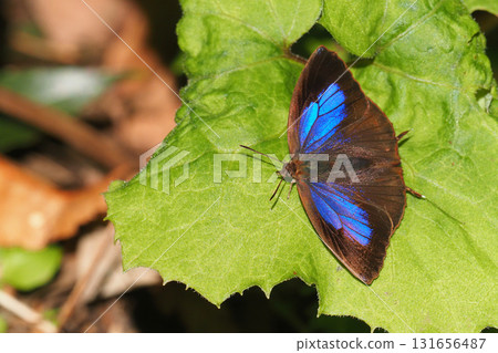 Purple swallow (female) Purple swallow (female) 131656487