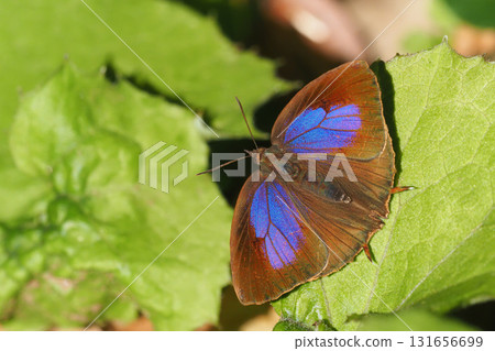 Purple swallow (female) 131656699