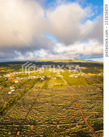 Basalt Stone Walls and Vineyards on Pico Island. Azores. Portugal. Aerial View 131656859