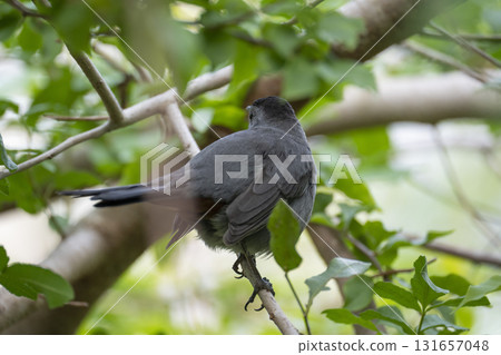 A Gray Catbird bird perched on a tree branch in summer Florida shrubs A Gray Catbird bird perched on a tree branch in summer Florida shrubs 131657048