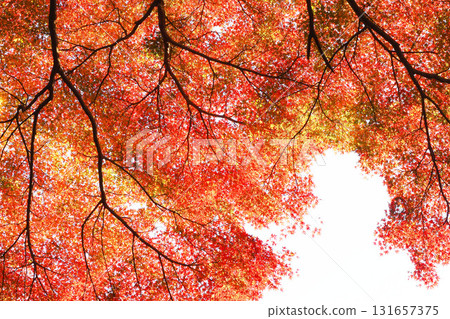 Momiji秋葉 Momiji秋葉 131657375